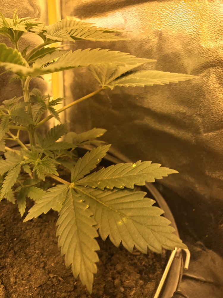 Hi  im first time grower and new to this need a bit of help 4