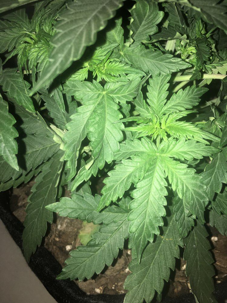 Hi im new grower here theres problem here and i need your help 2