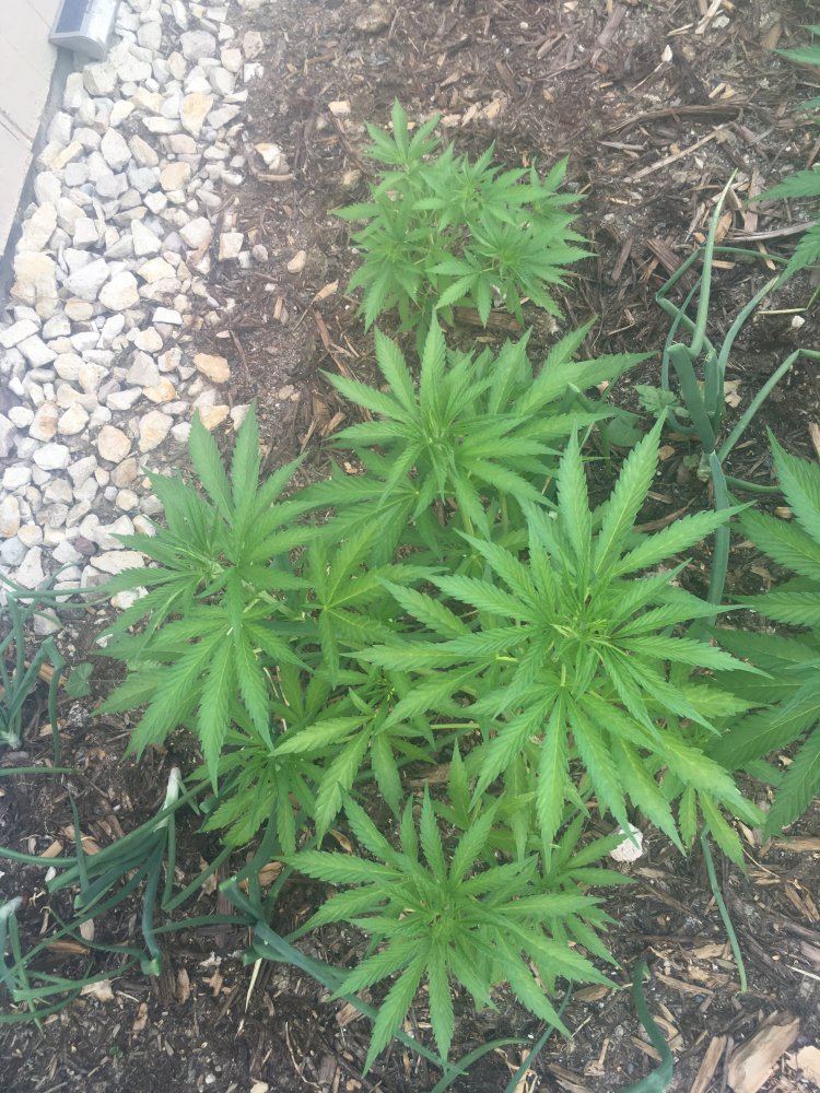 Hi im new here pics of my plants 2