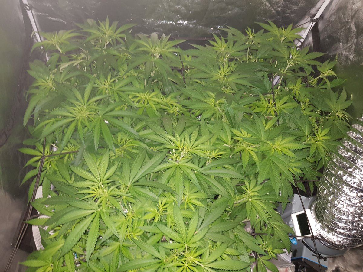 Hi im on week 2 into flowering i have 1x dream machine 1x blue cheese 1x critical in 120x120 t
