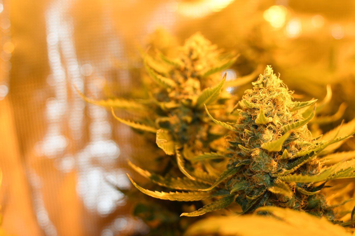 Hi