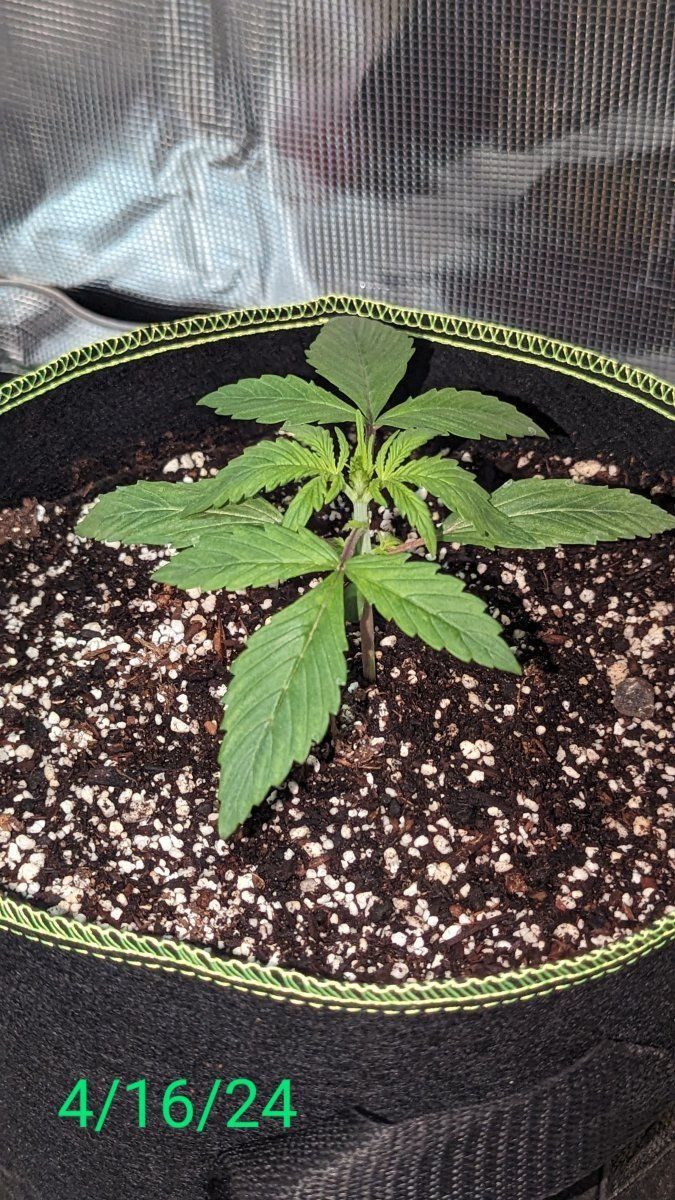 Hi new grower looking to learn