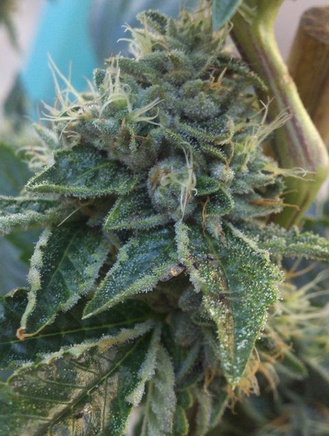 Hi octane og x alien fire 2