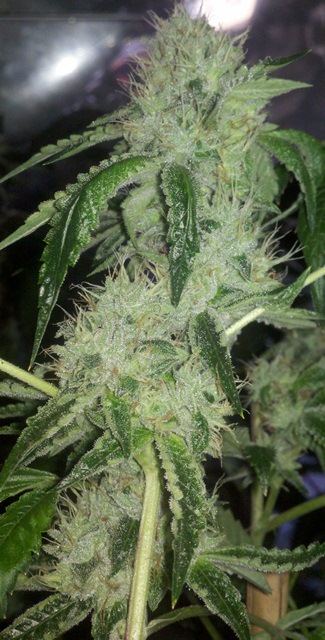 Hi octane og x alien fire
