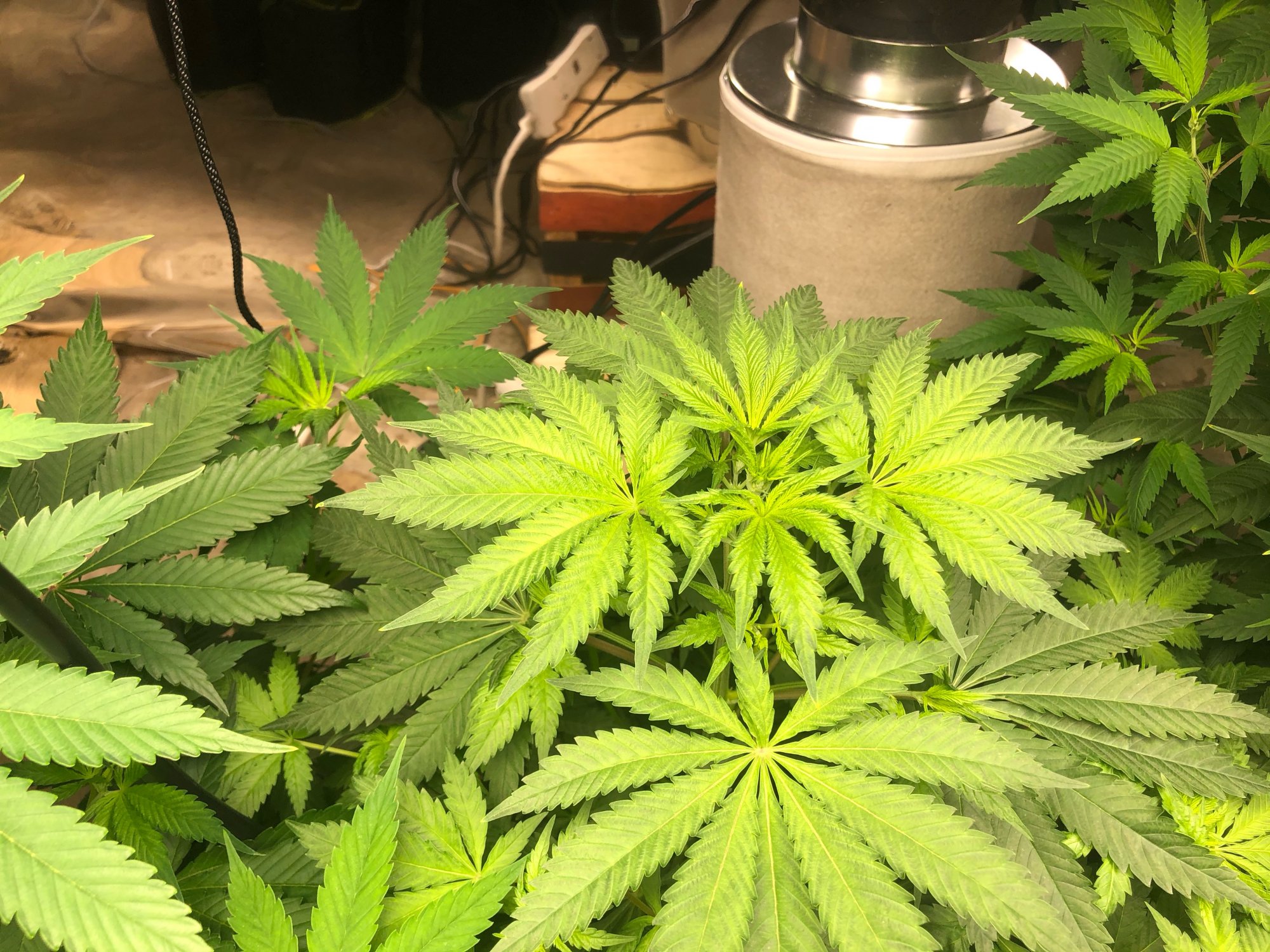 Hi please help me out first grow 3