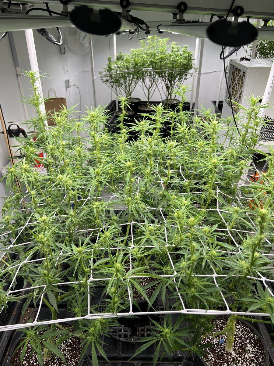 Hi tech closed room grow fluence spydr 2i 13