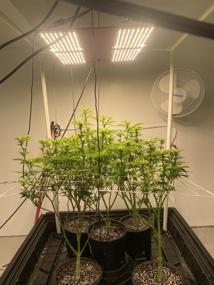 Hi tech closed room grow fluence spydr 2i 18
