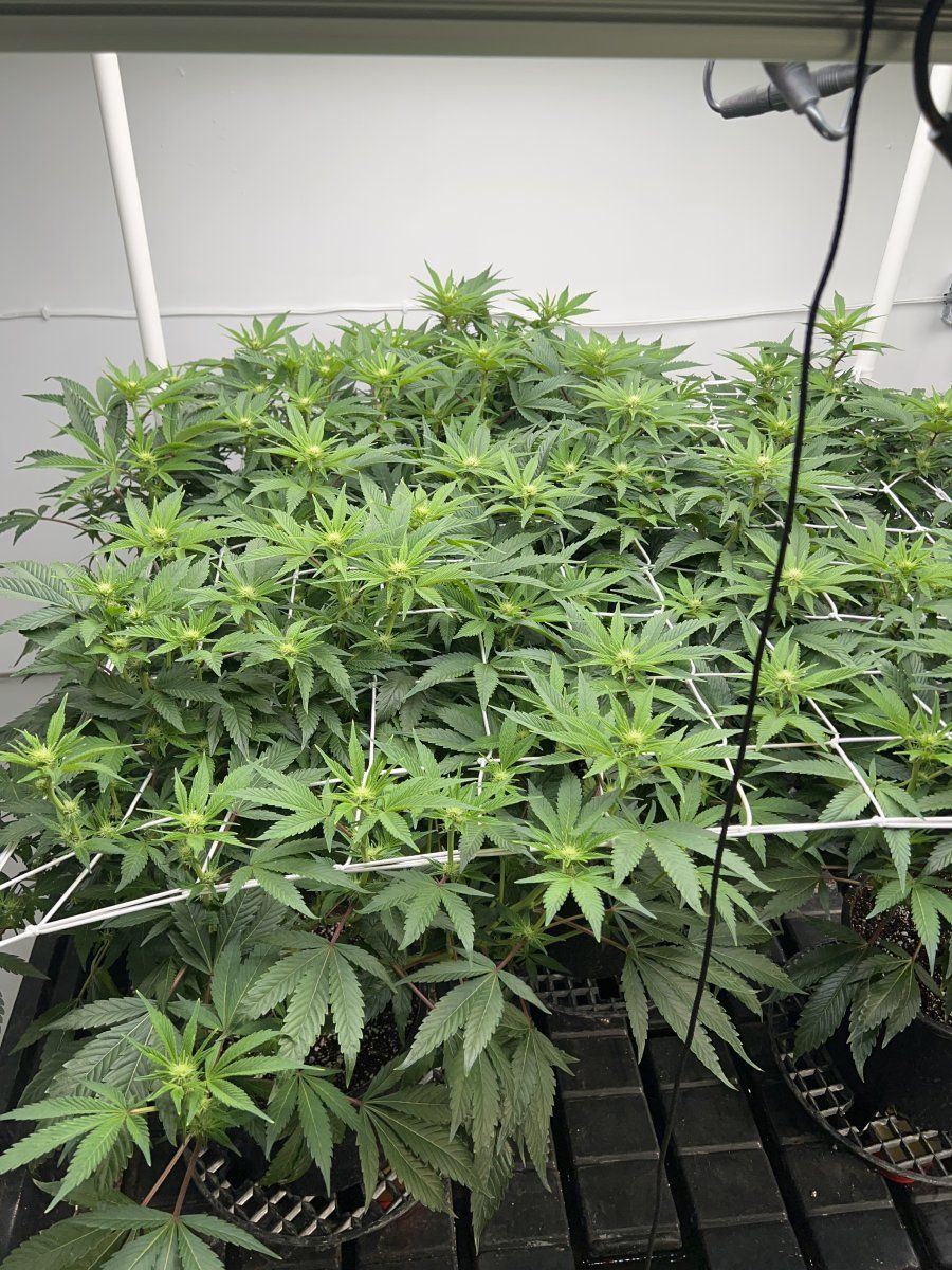 Hi tech closed room grow fluence spydr 2i 2