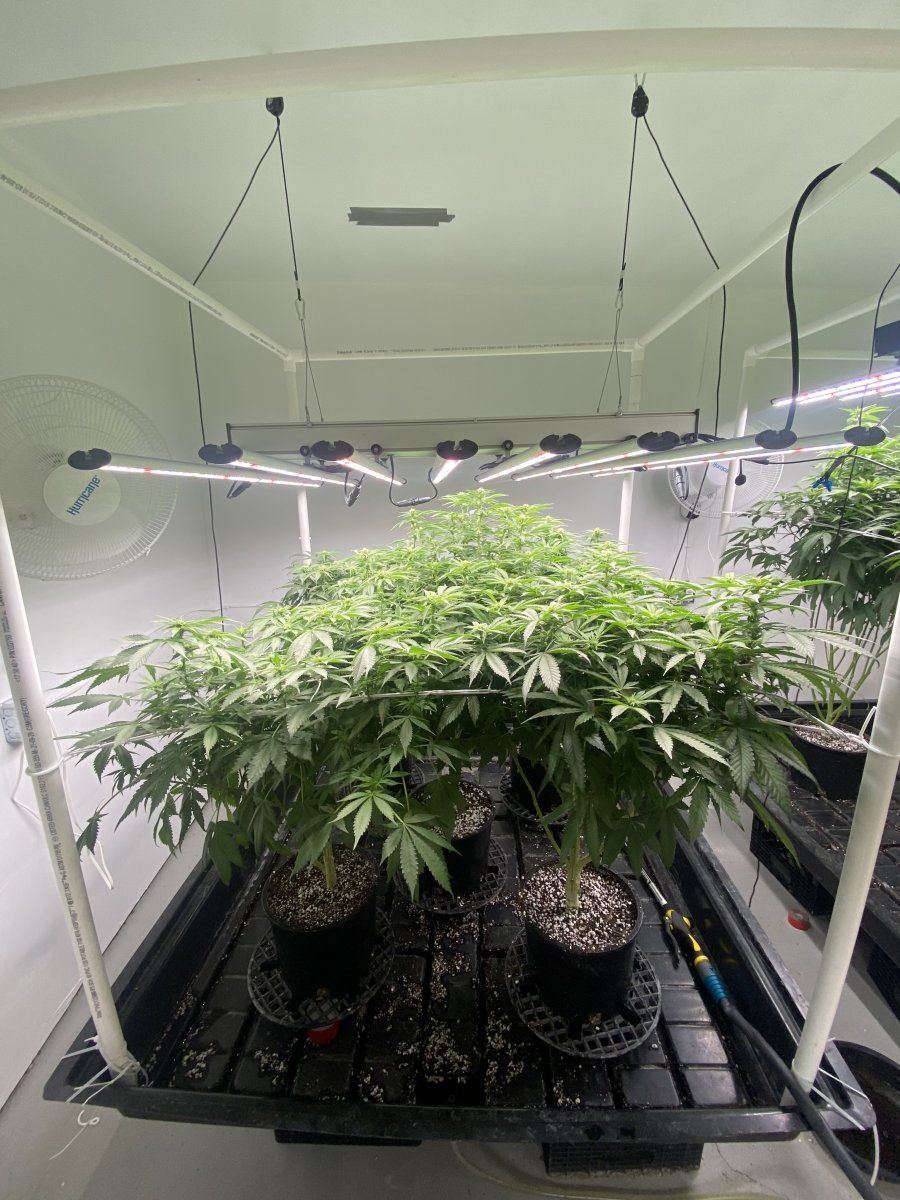 Hi tech closed room grow fluence spydr 2i 5