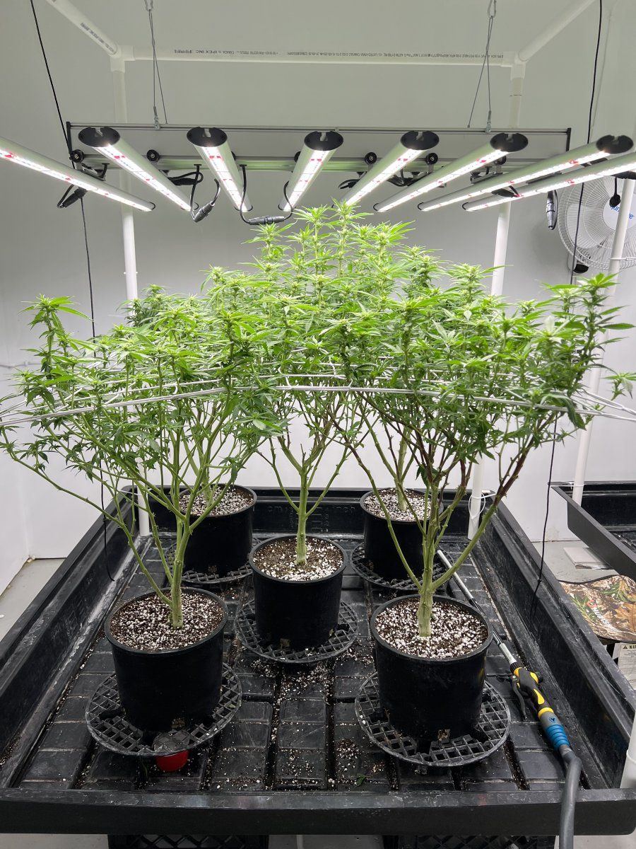 Hi tech closed room grow fluence spydr 2i 6