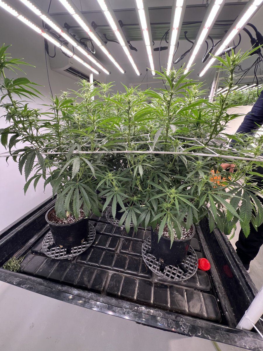 Hi tech closed room grow fluence spydr 2i 9
