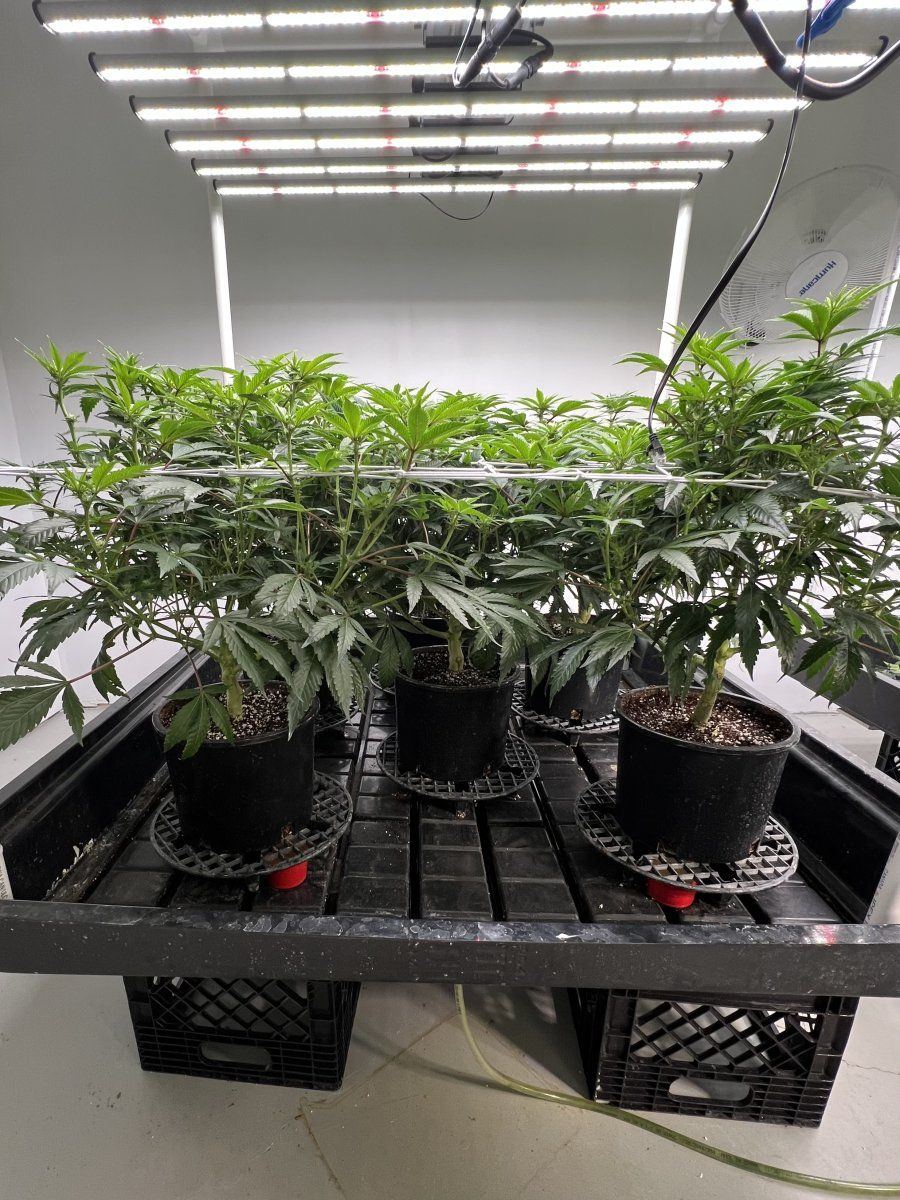 Hi tech closed room grow fluence spydr 2i