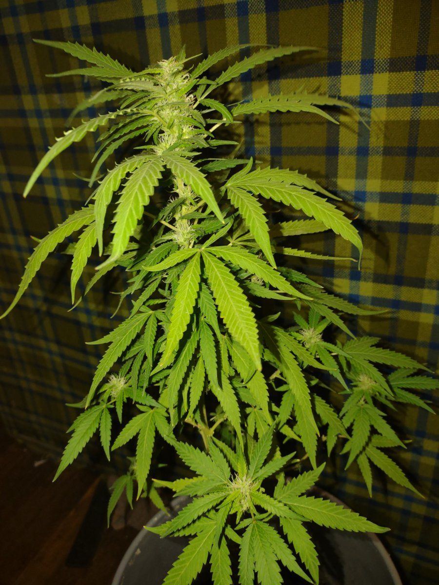 Hi this is my first time growing i dont know if i am doing it right looking for a little bit o