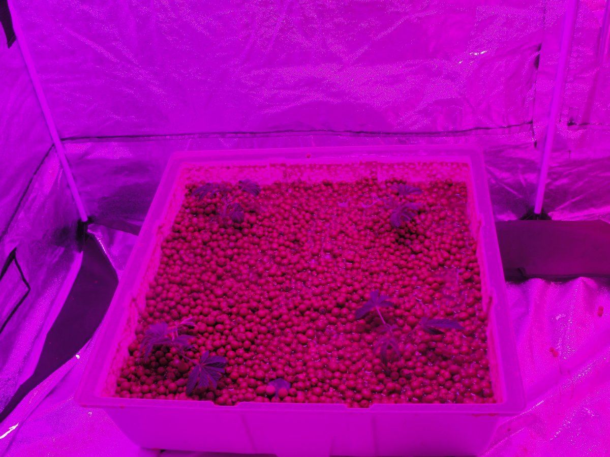 Hidhut supernova vs 2 hgl 126 panels 2