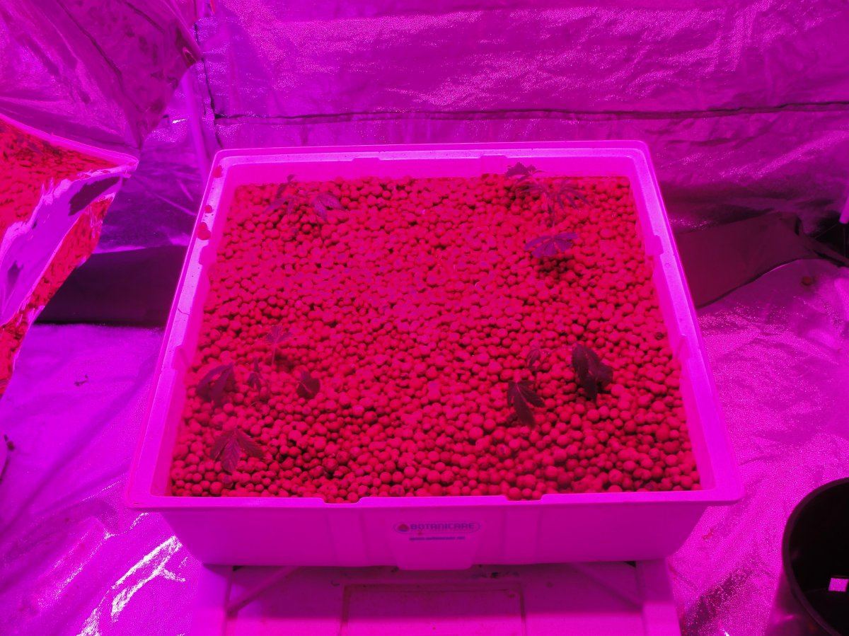 Hidhut supernova vs 2 hgl 126 panels 3