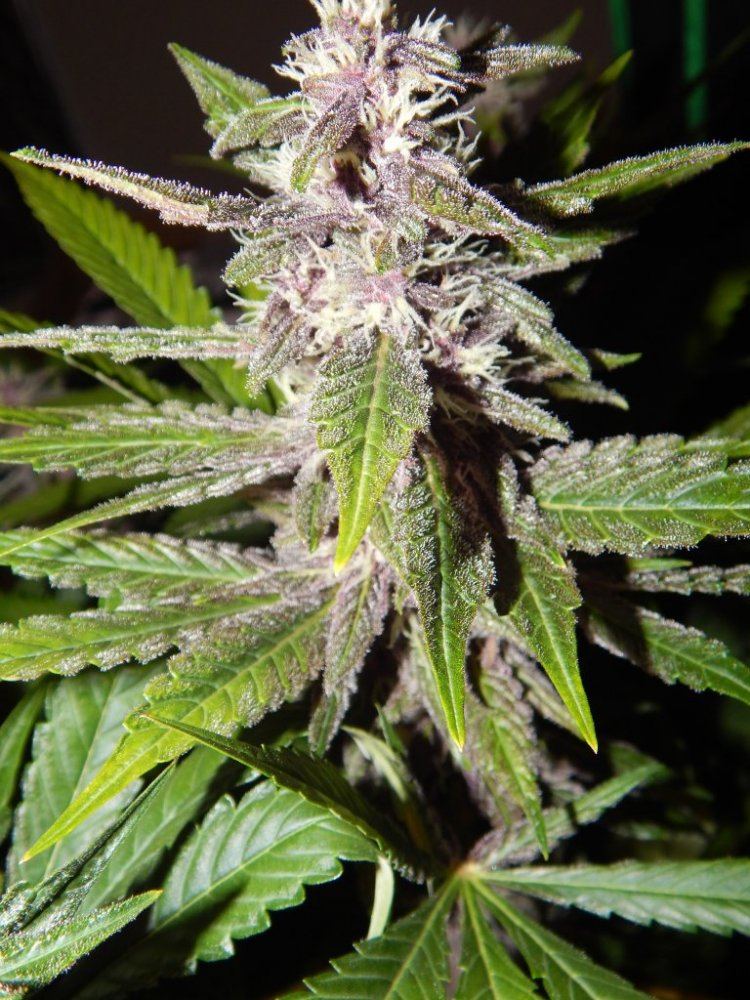 High 006