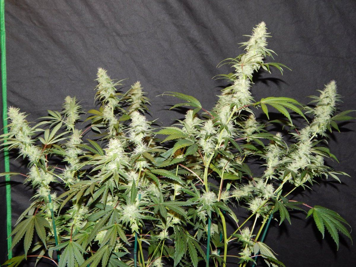 High 010