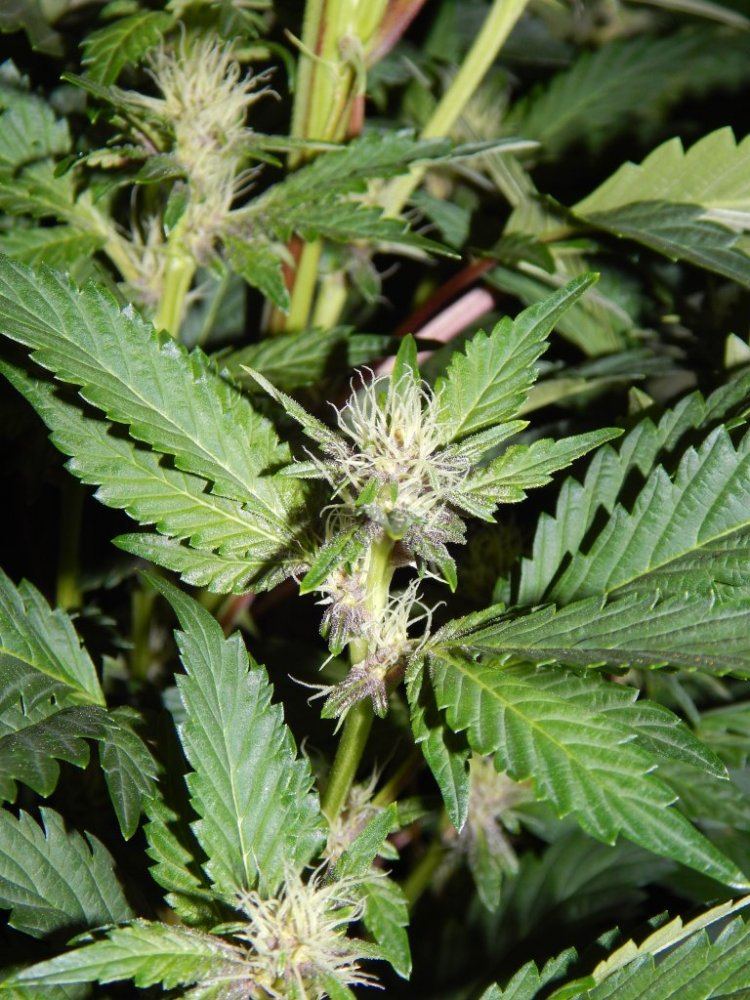 High 015