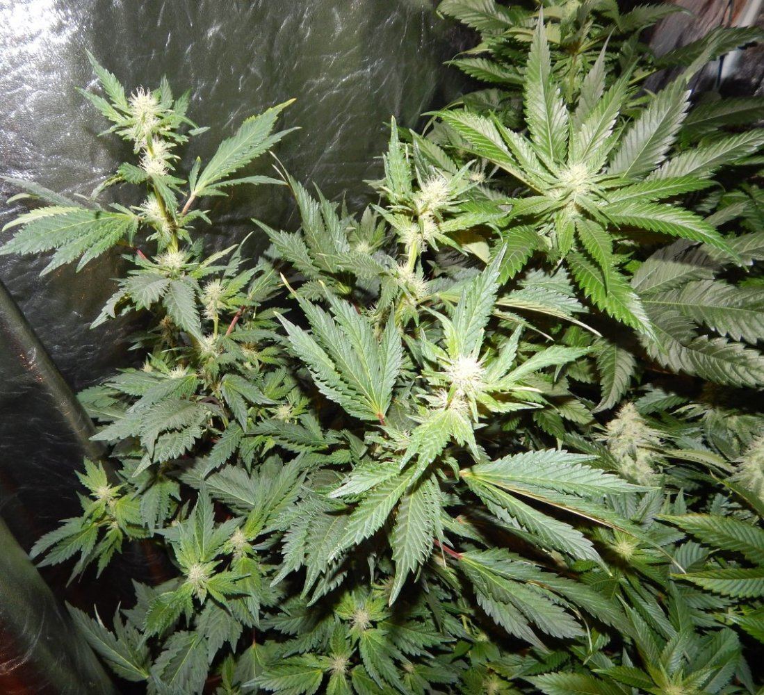 High 016