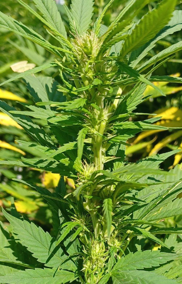 High C CBD 2