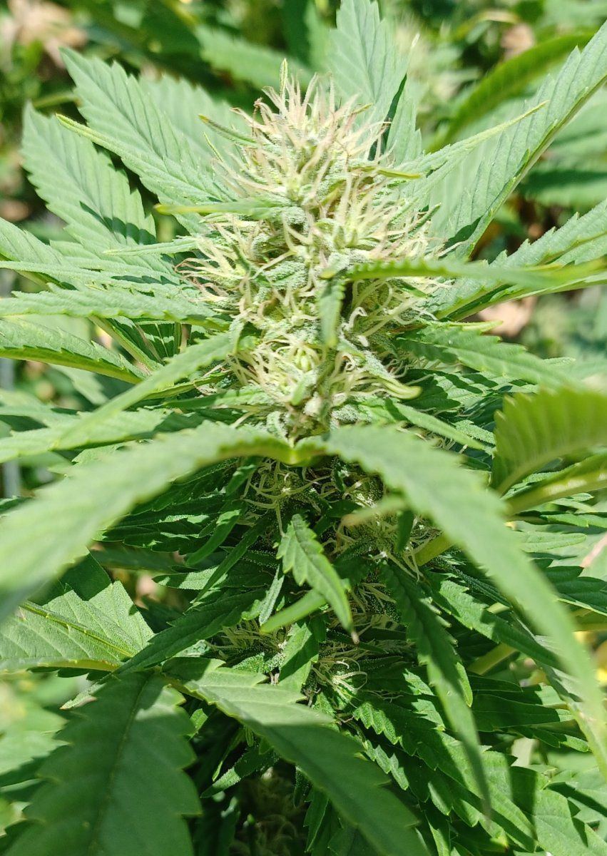 High C CBD 3