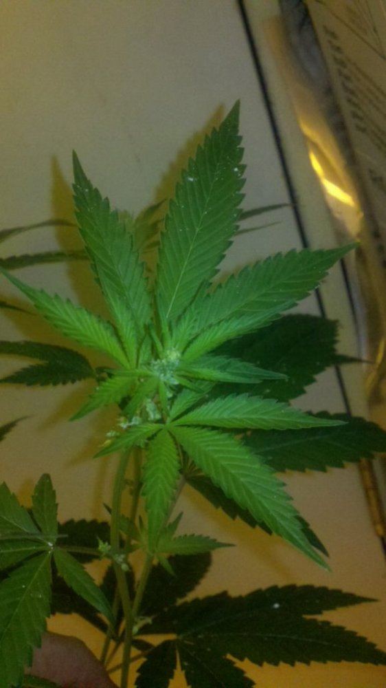 High o boy