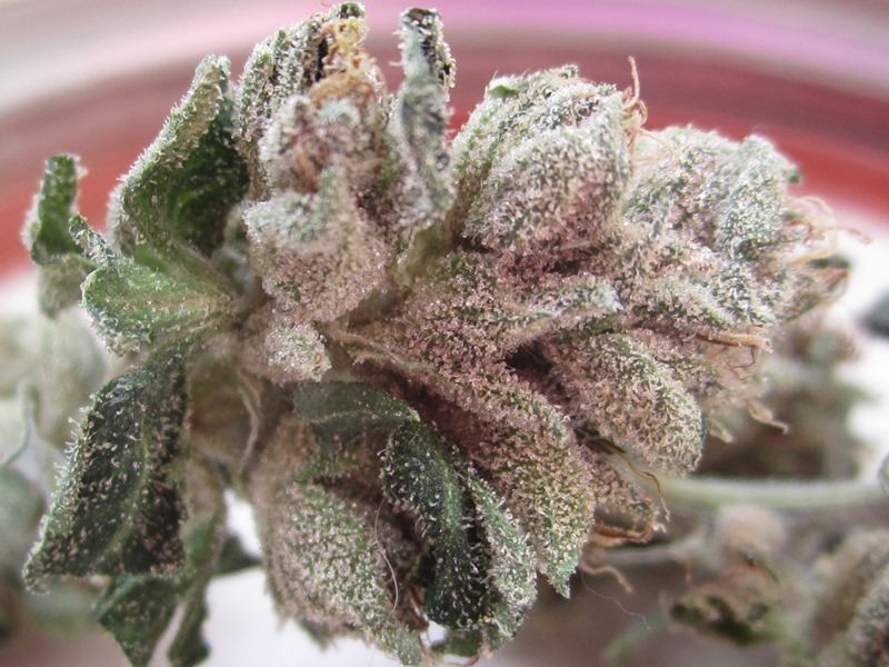 High Octane day 45
