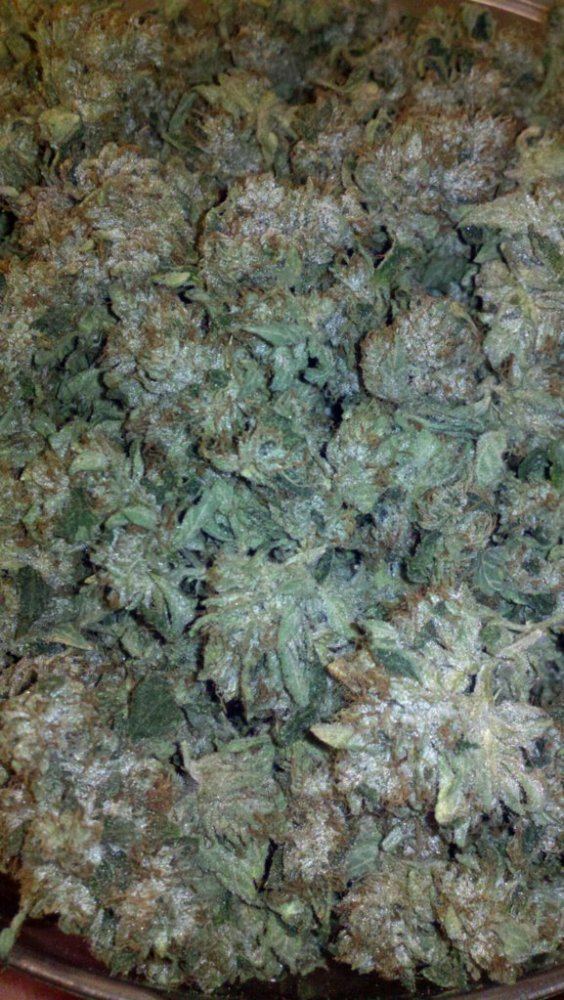 High octane OG kush