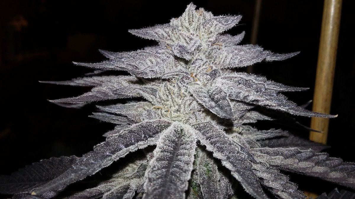 Highersolutions krazykush