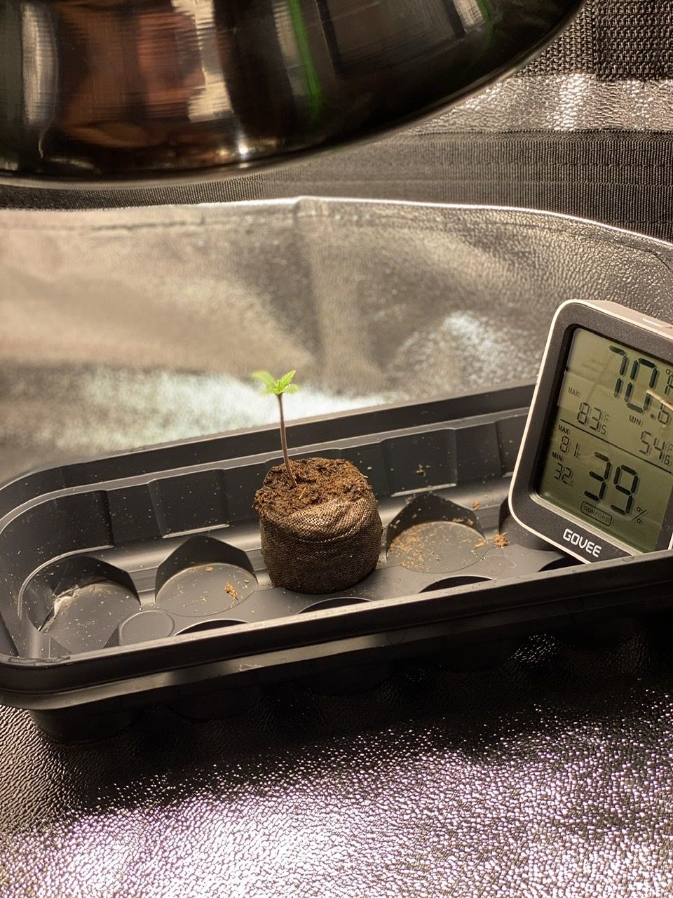 Highest cut first grow 3