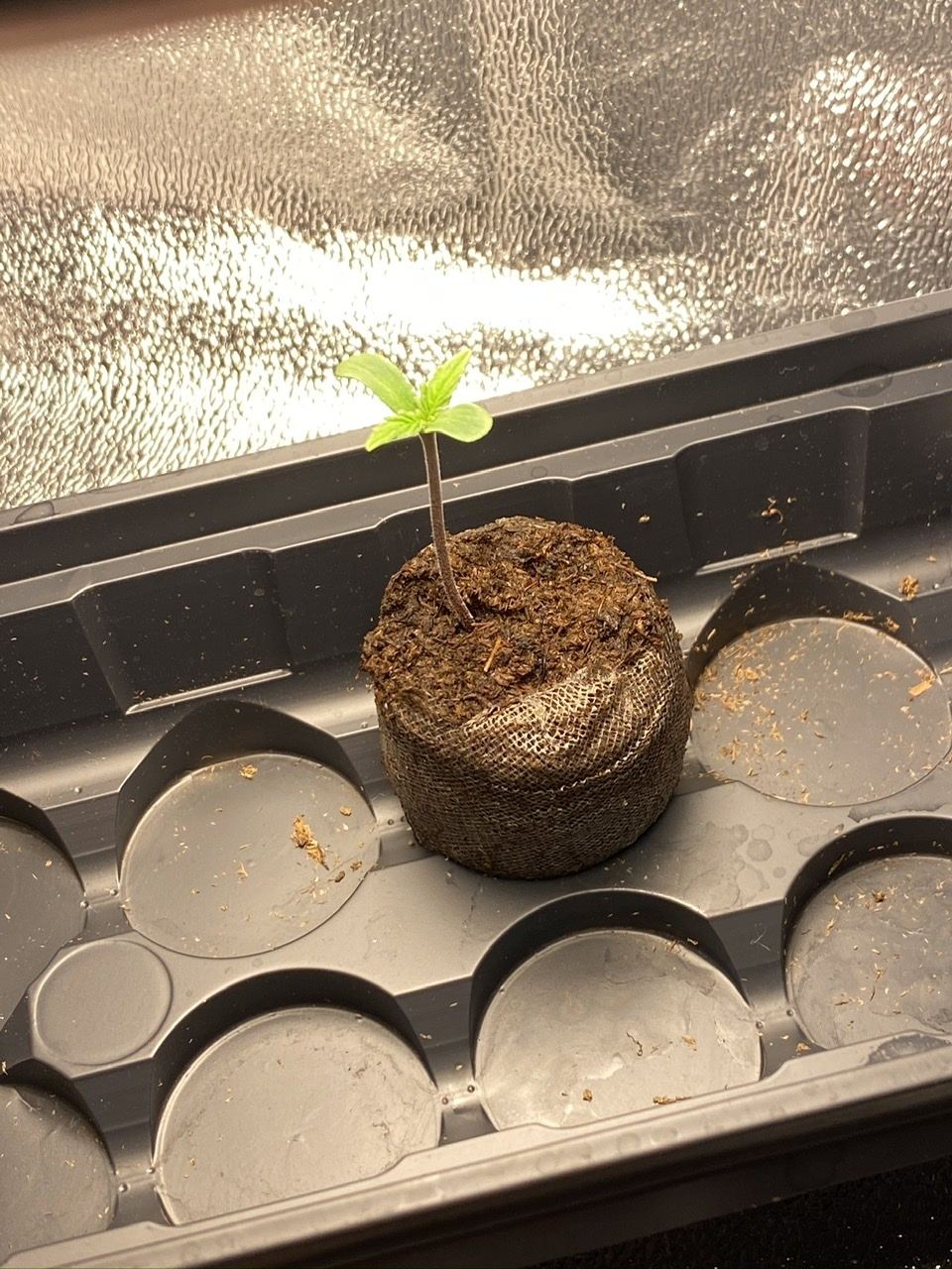 Highest cut first grow 4