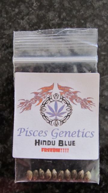 Hindu blue pisces genetics test