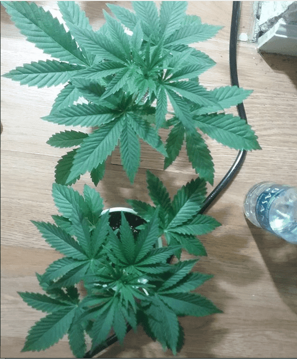 Hindu dragon 2 11 18