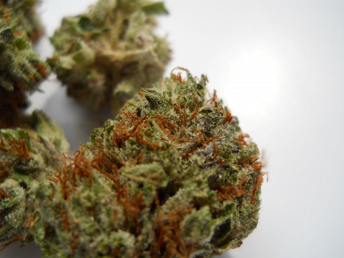 Hindu f22