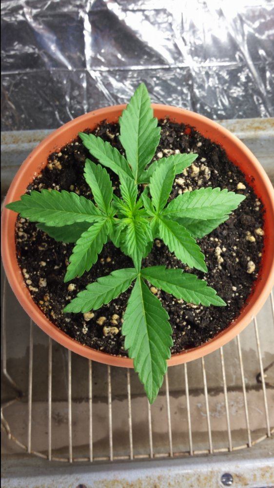 Hindu kush autoflower 2