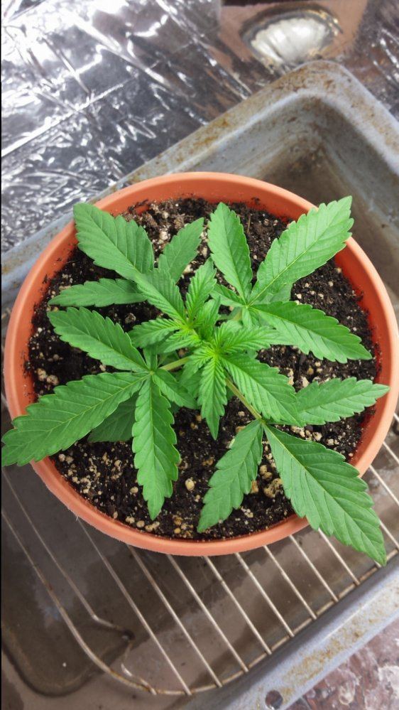 Hindu kush autoflower