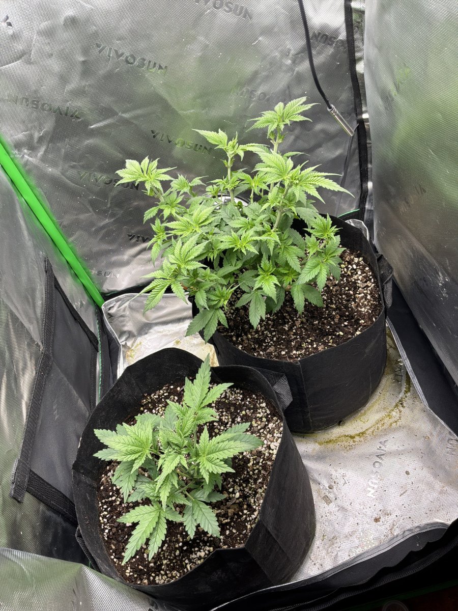 Hindu kush
