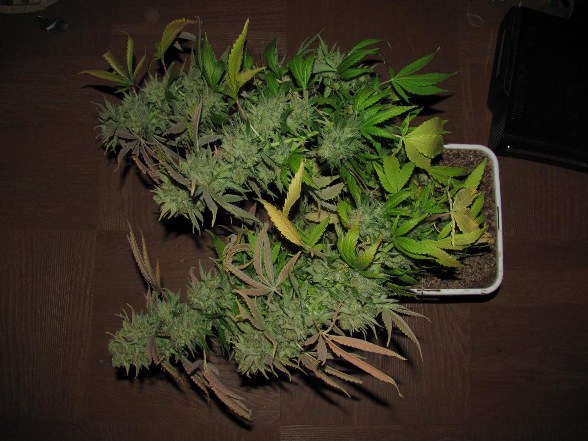Hindu Skunk 1