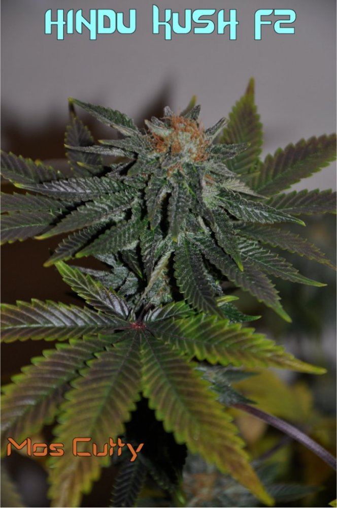 Hindu3