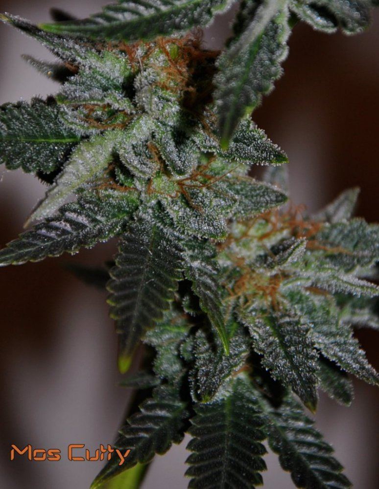 Hindu5