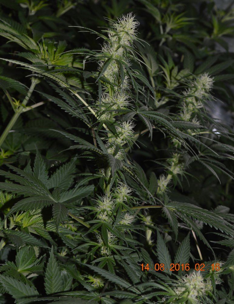 Hindukush