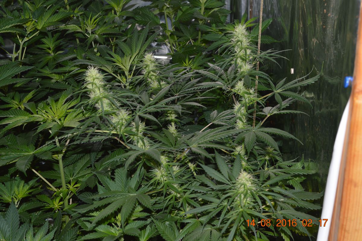 Hindukush2
