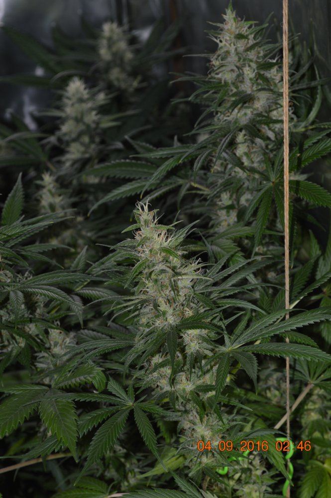 Hindukush7