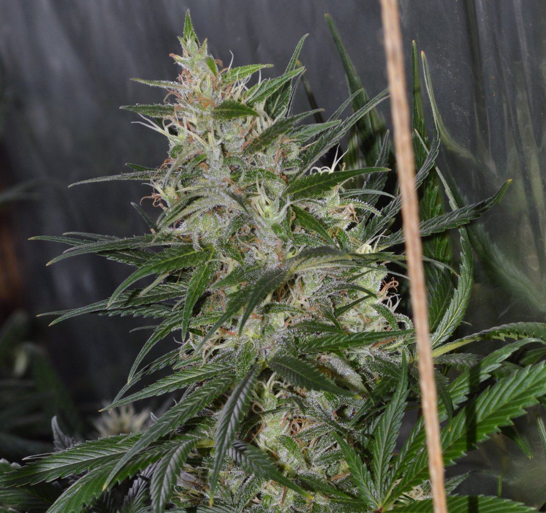 Hindukush8