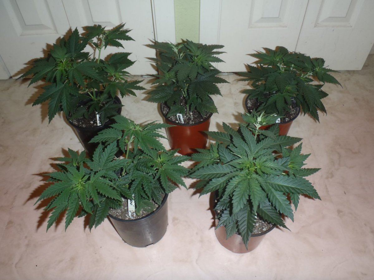 HinduSkunk 5wks before trm 1