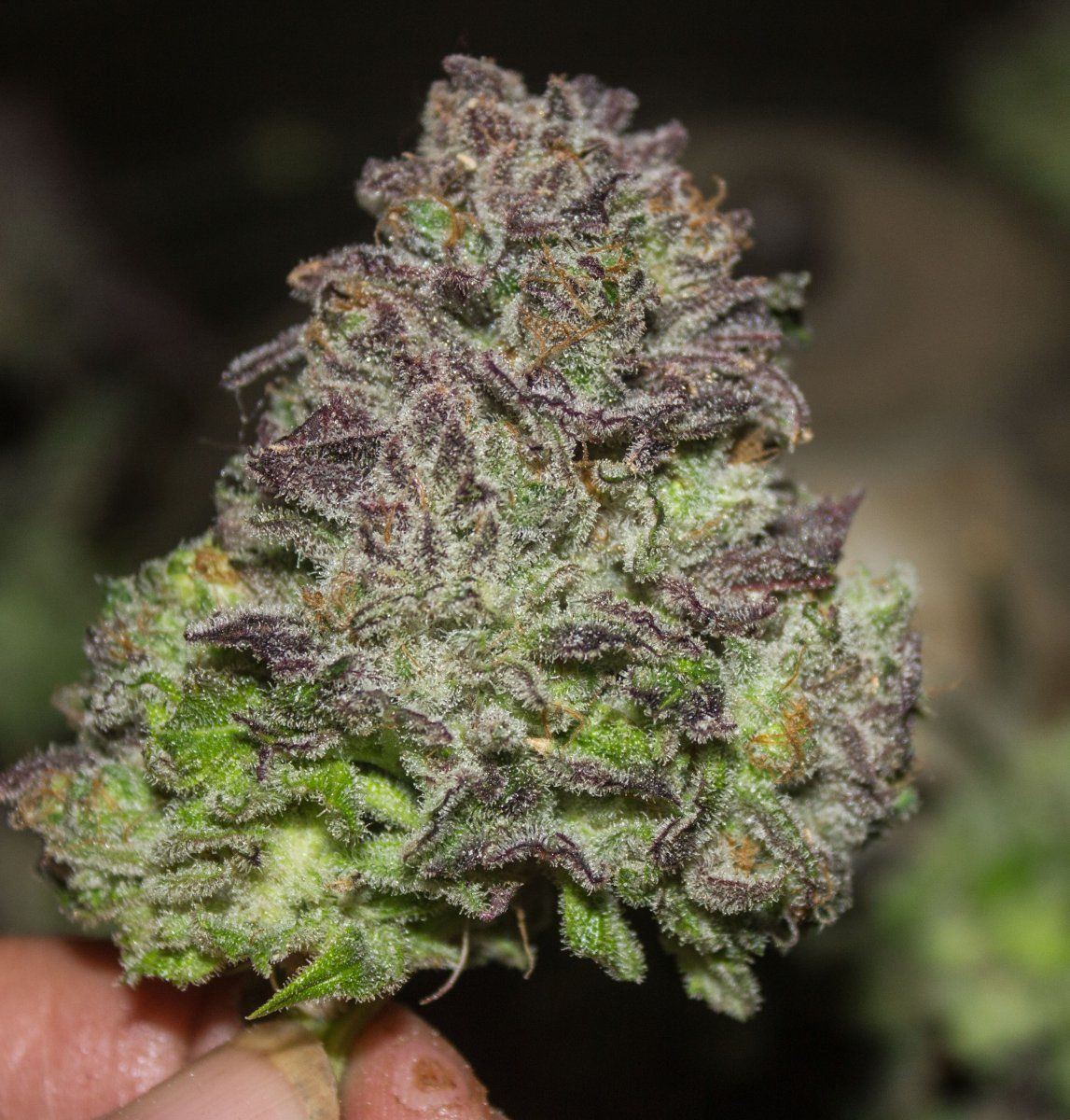 Hippy Slayer AN harvest 2 private