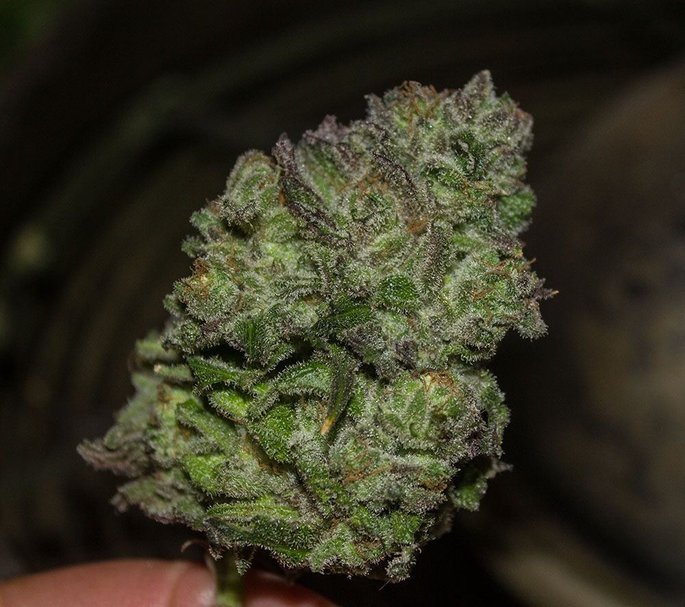 Hippy Slayer AN harvest1 private