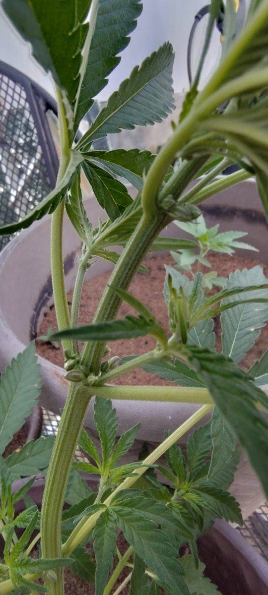 Hiya im new here and i have a question im kinda new grower any advice would be great