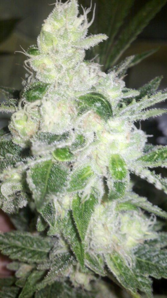 Ho x stardawg