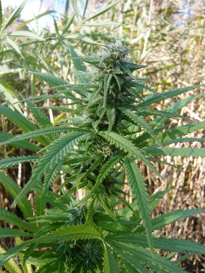 Hoabac   Reeferman 2